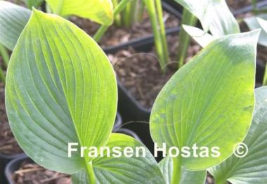 Hosta Kiwi Sunshine
