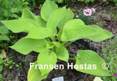 Hosta Kiwi Sunshine