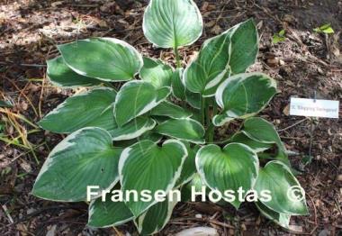 Hosta Klopping Variegated