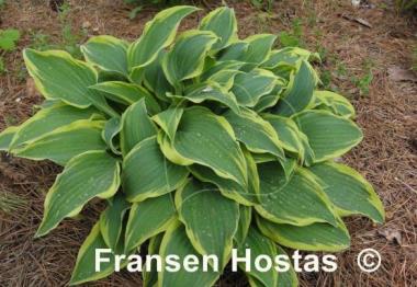 Hosta Knight's Journey