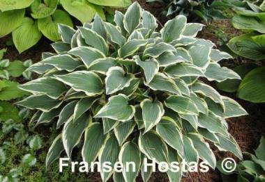 Hosta Knight's Journey