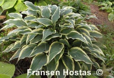 Hosta Knight's Journey
