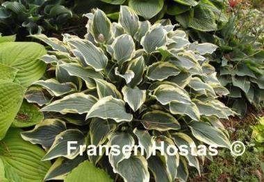 Hosta Knight's Journey