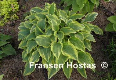 Hosta Knight's Journey