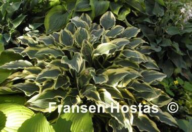 Hosta Knight's Journey