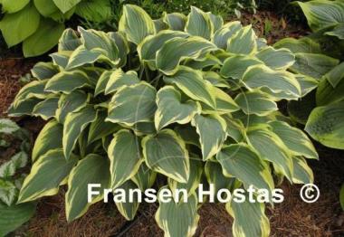 Hosta Knight's Journey