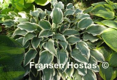 Hosta Knight's Journey