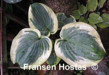 Hosta Knockout