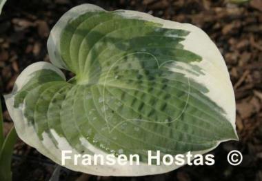 Hosta Knockout