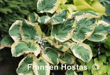 Hosta Knockout
