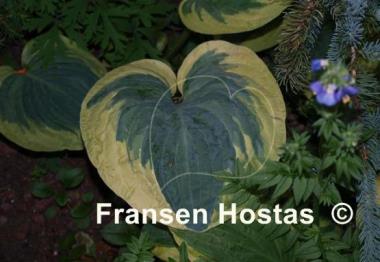 Hosta Knockout