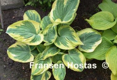 Hosta Knockout