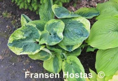 Hosta Knockout