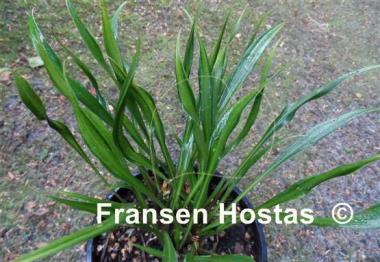 Hosta Kogarashi Nakafu