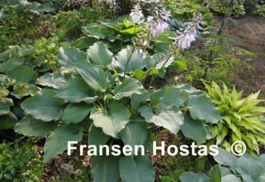 Hosta Komodo Dragon