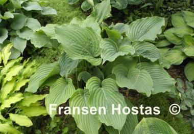 Hosta Komodo Dragon