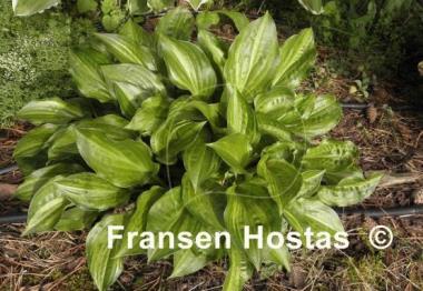 Hosta Korean Snow
