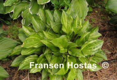 Hosta Korean Snow