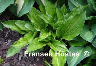 Hosta Korean Snow