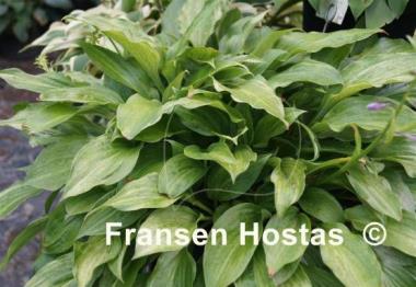 Hosta Korean Snow