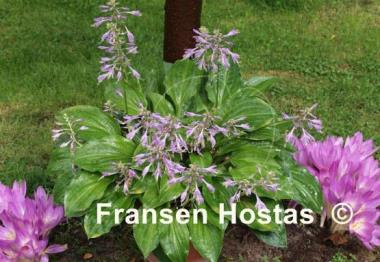 Hosta Korean Snow
