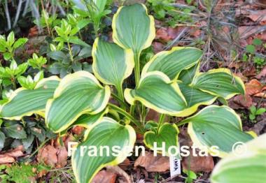 Hosta Koriyama