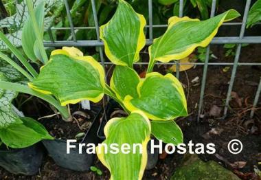 Hosta Koriyama