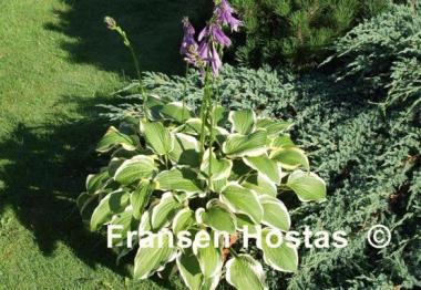 Hosta Koriyama