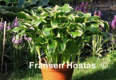 Hosta Koriyama