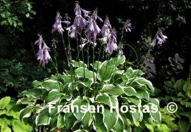 Hosta Koriyama