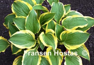 Hosta Koriyama