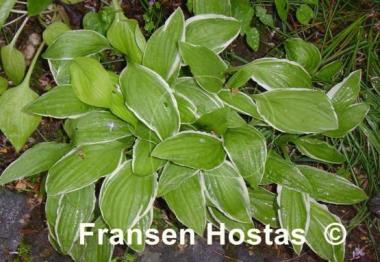 Hosta Krossa Cream Edge