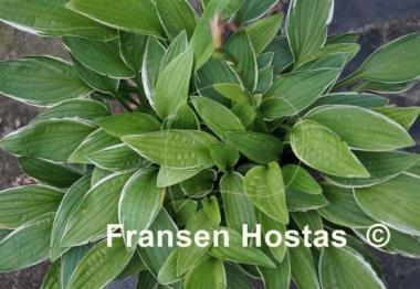 Hosta Krossa Cream Edge