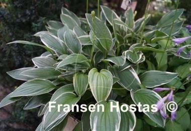 Hosta Krossa Cream Edge