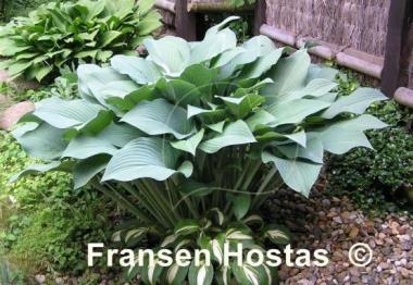Hosta Krossa Regal