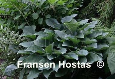 Hosta Krossa Regal
