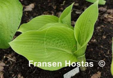 Hosta Krugerrand