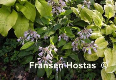 Hosta kikutii