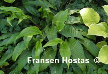 Hosta kikutii