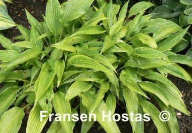 Hosta kikutii