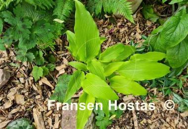 Hosta kikutii var. polyneuron