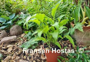 Hosta kikutii var. polyneuron