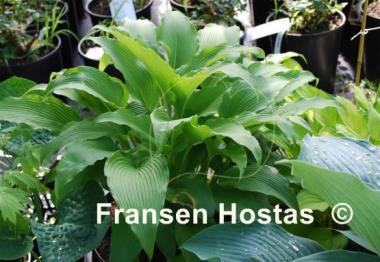 Hosta kikutii var. polyneuron