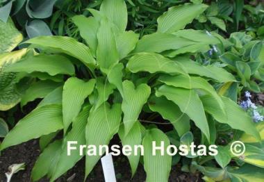 Hosta kikutii var. polyneuron
