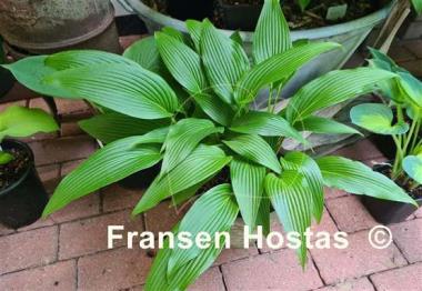 Hosta kikutii var. yakusimensis