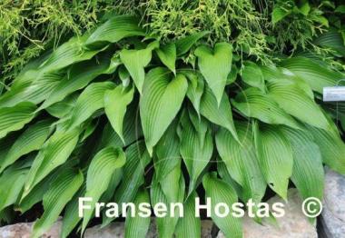 Hosta kikutii var. yakusimensis