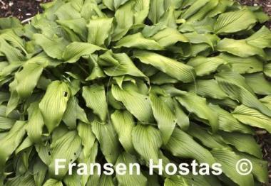 Hosta kikutii var. yakusimensis