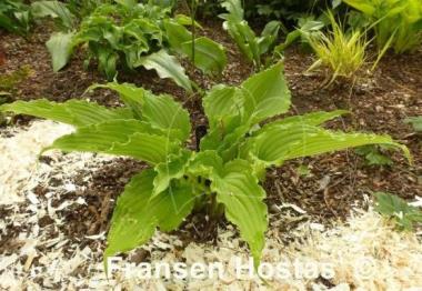 Hosta kiyosumiensis