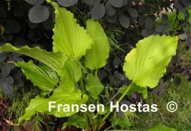 Hosta kiyosumiensis