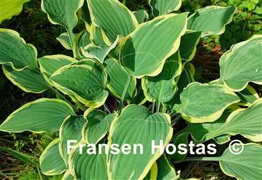 Hosta Lacy Belle